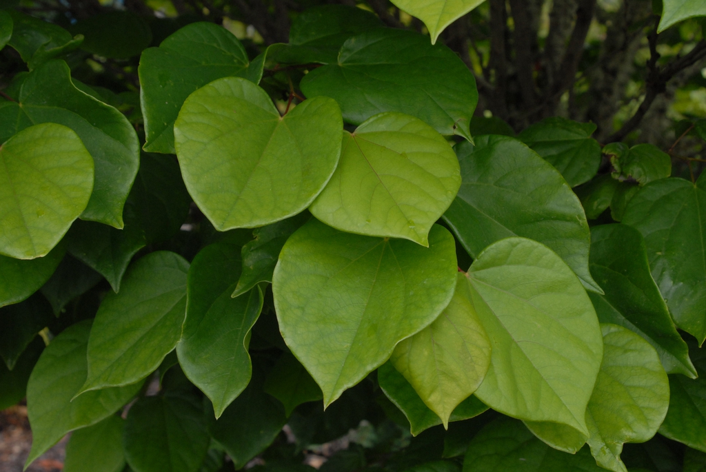 Cercis chinensis