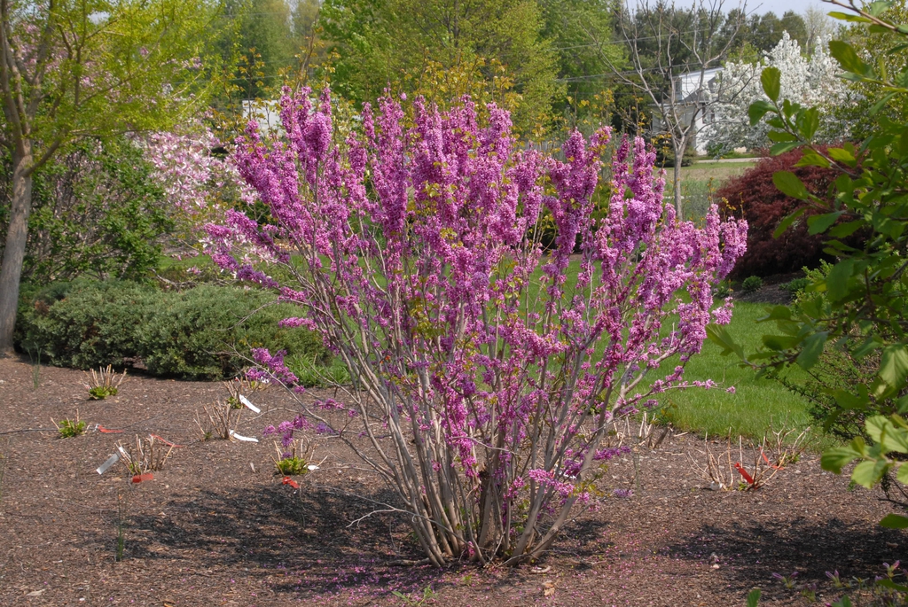 Cercis chinensis