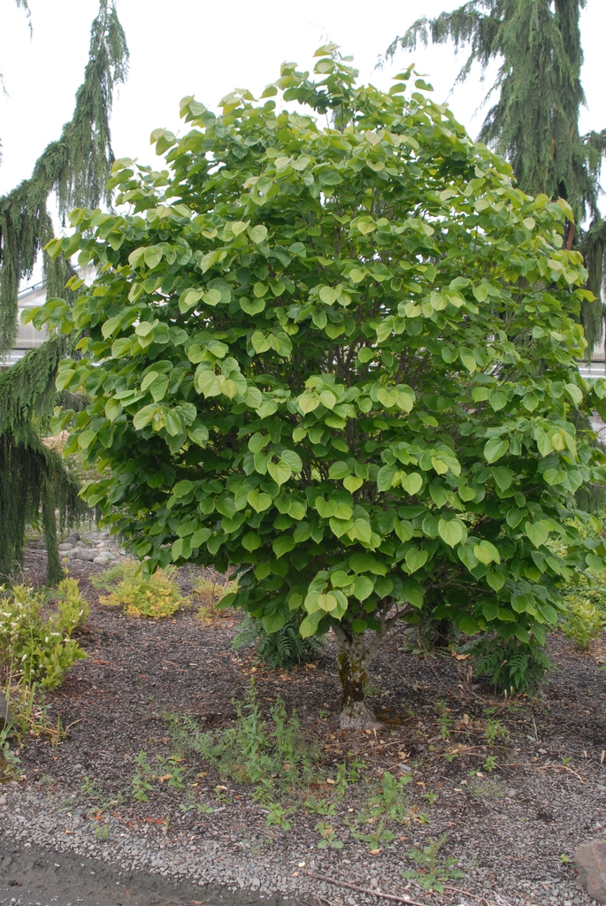 Cercis chinensis