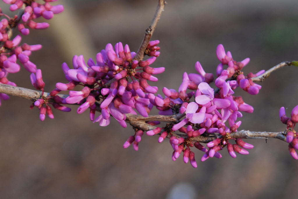 Cercis chinensis