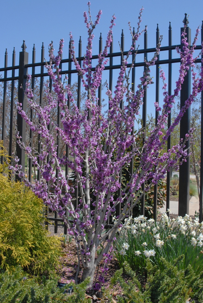 Cercis chinensis