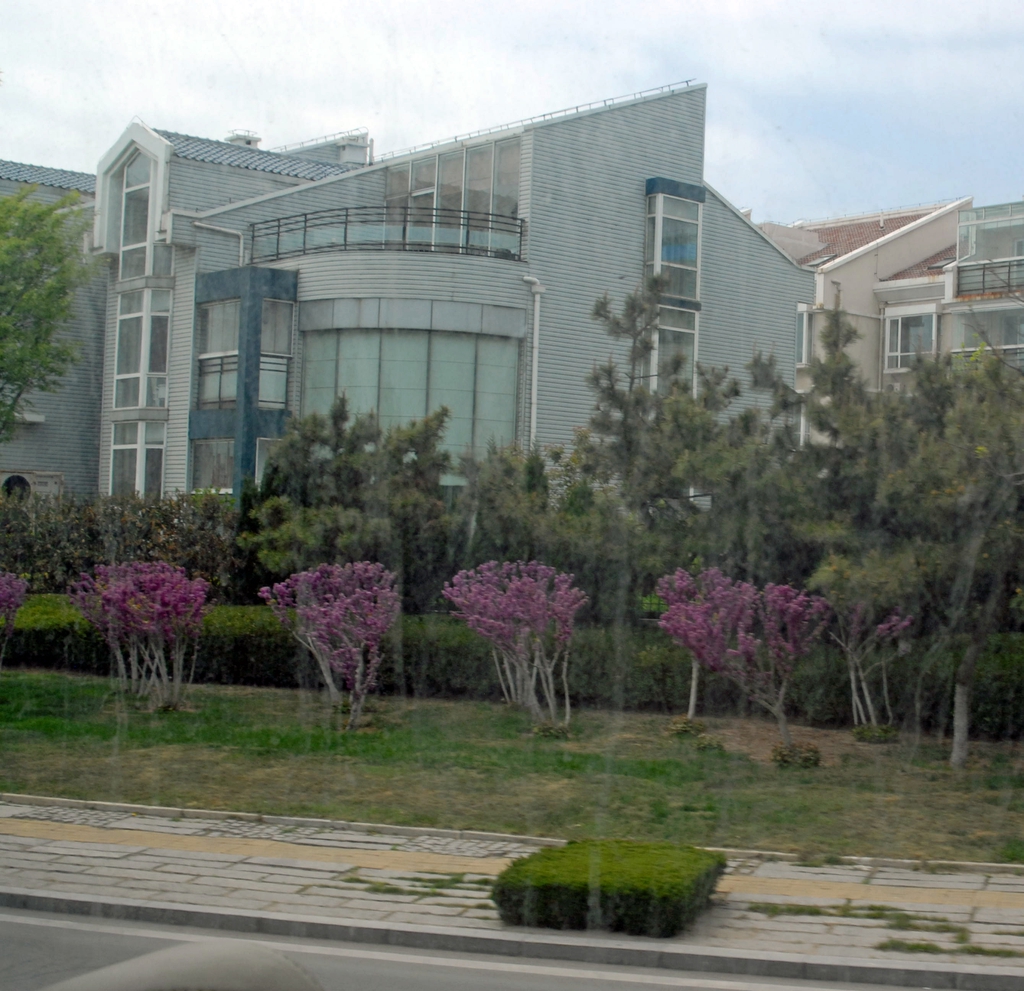 Cercis chinensis