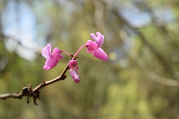 Cercis chingii