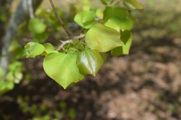 Cercis chingii