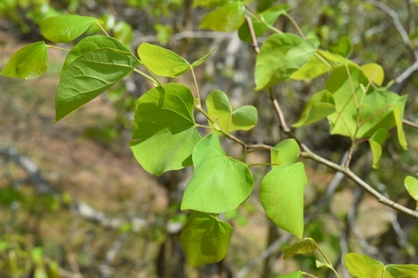 Cercis chingii