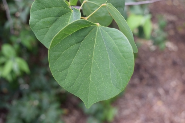 Cercis chingii
