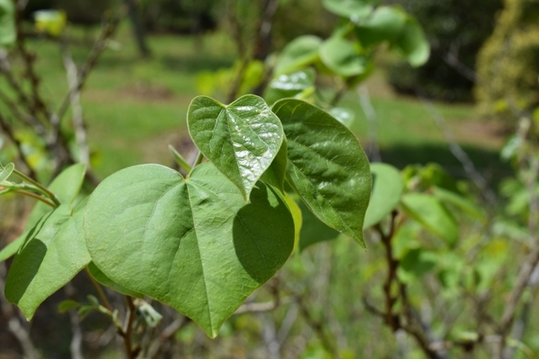 Cercis chingii