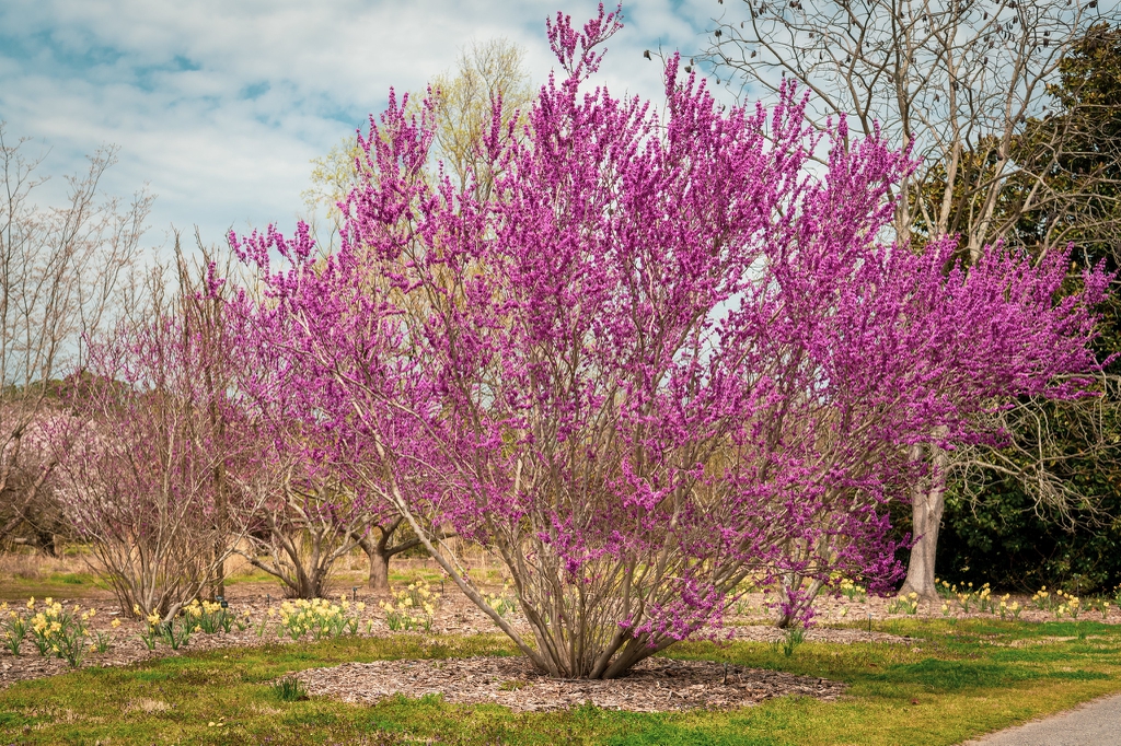 Cercis chingii