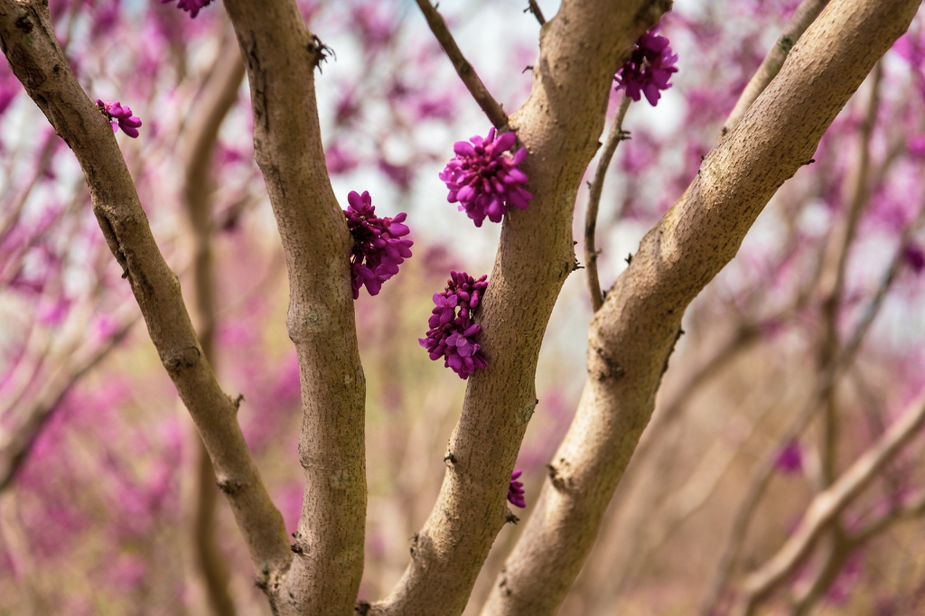 Cercis chingii