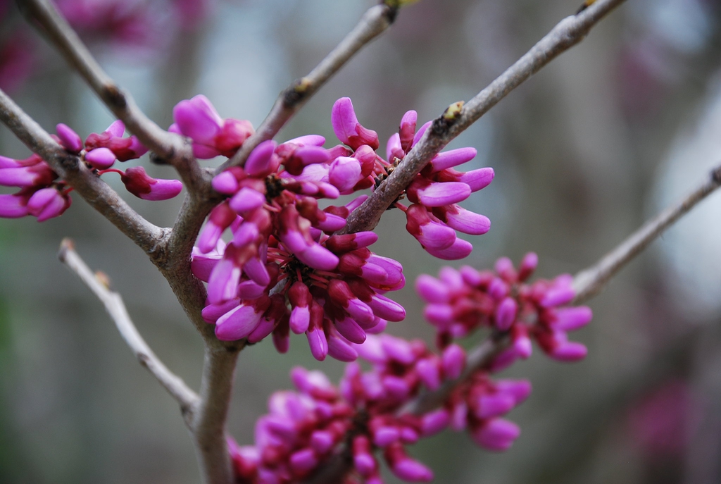 Cercis gigantea