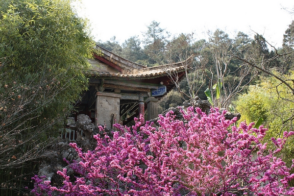Flowers of Cercis glabra