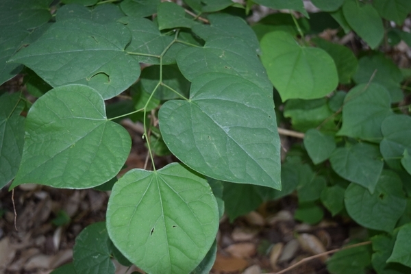 Leaves of Cercis glabra