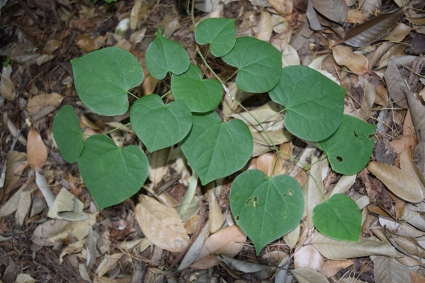 Leaves of Cercis glabra