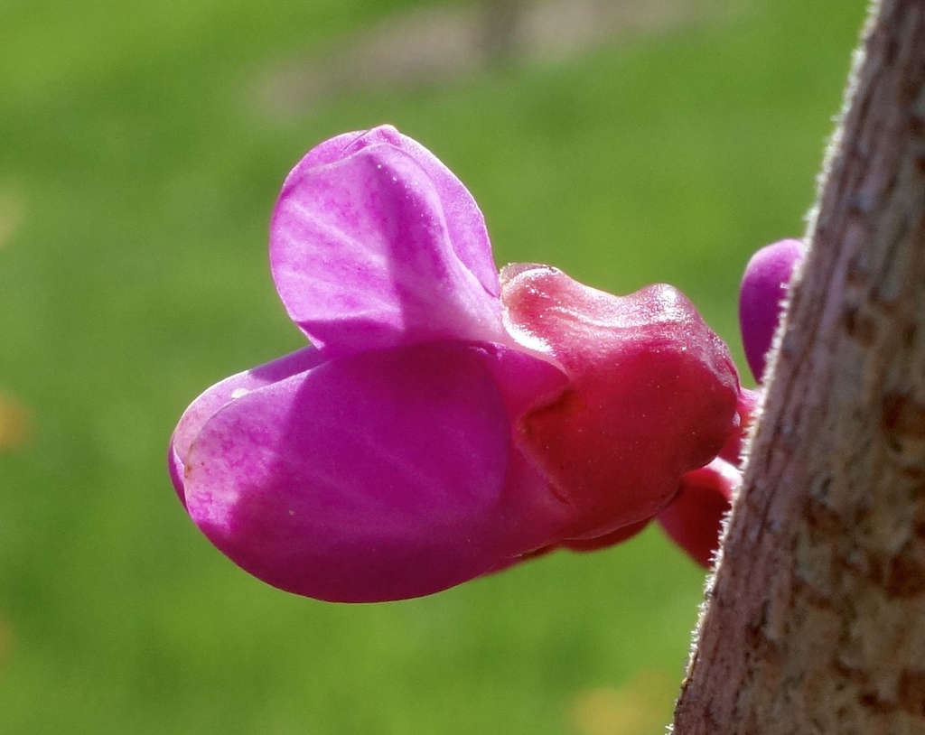 Cercis glabra