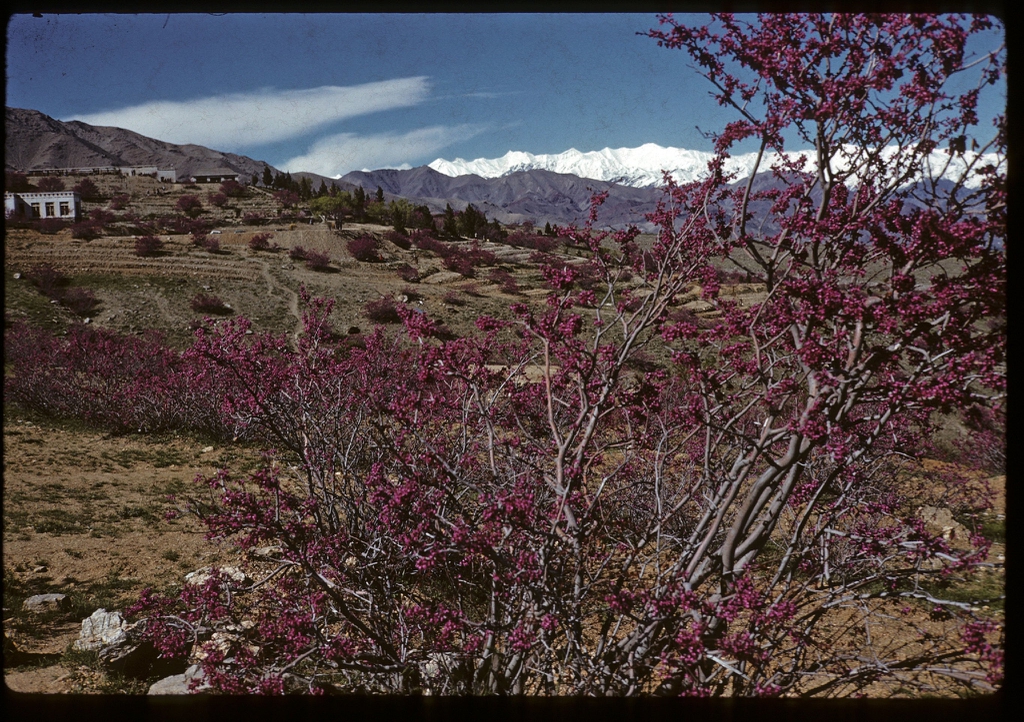 Cercis griffithii