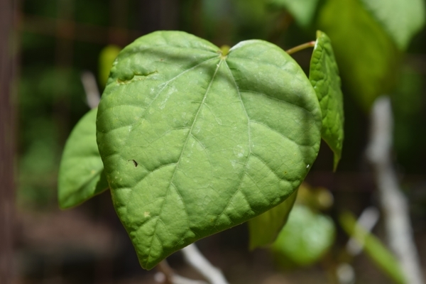 Cercis griffithii