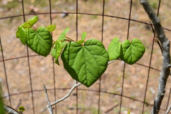 Cercis griffithii