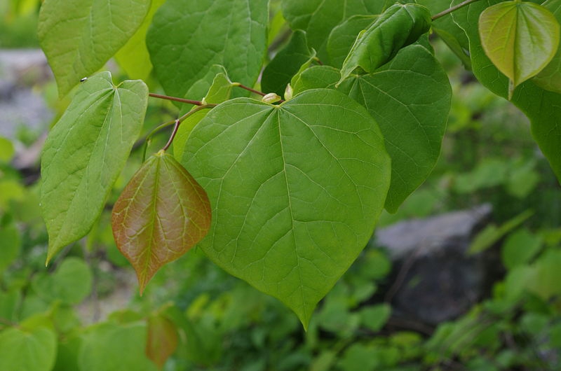 Cercis griffithii