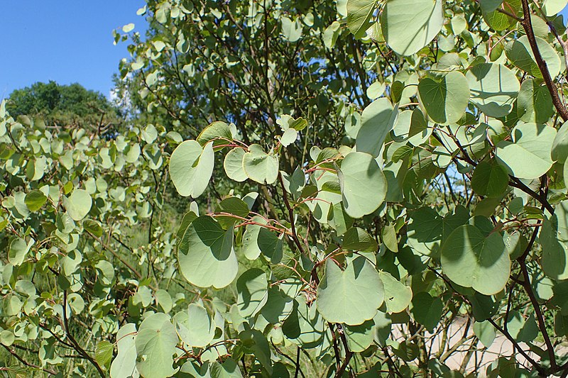 Cercis griffithii