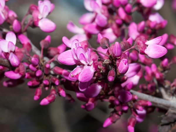 Cercis occidentalis 