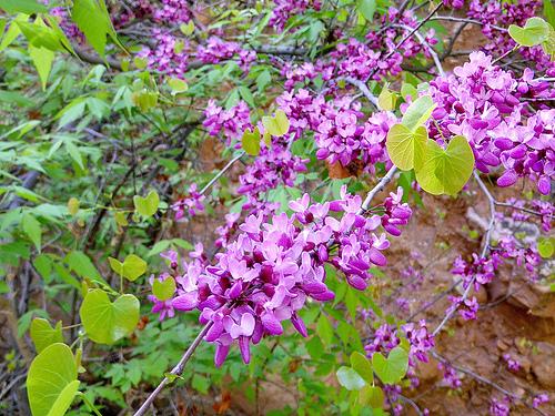 Leaves and flowers