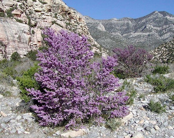 Cercis occidentalis 