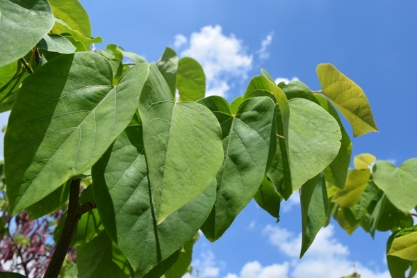 Leaves of Cercis racemosa