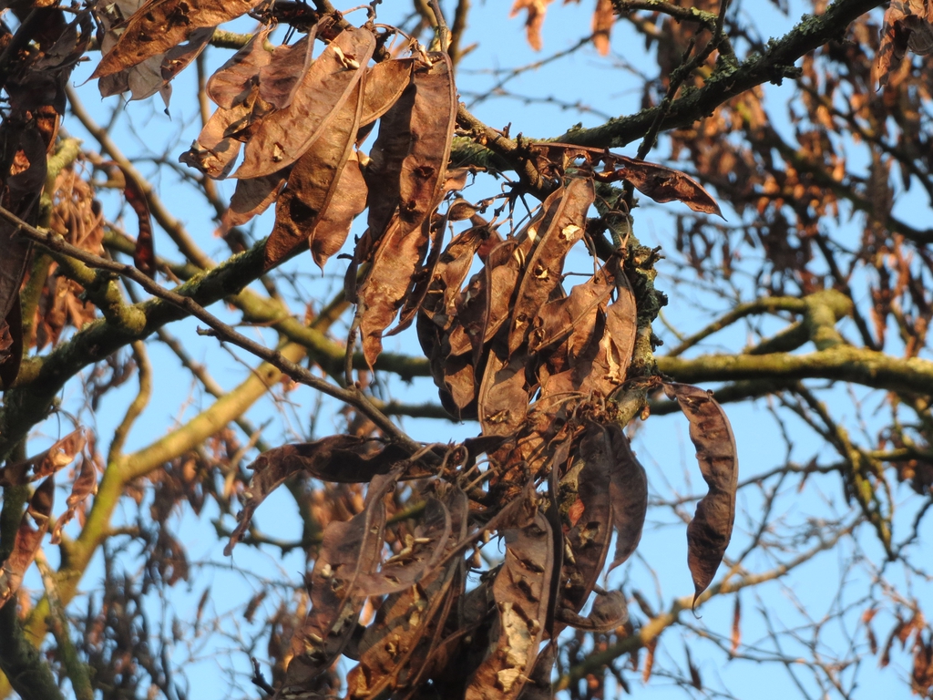 Seed pods