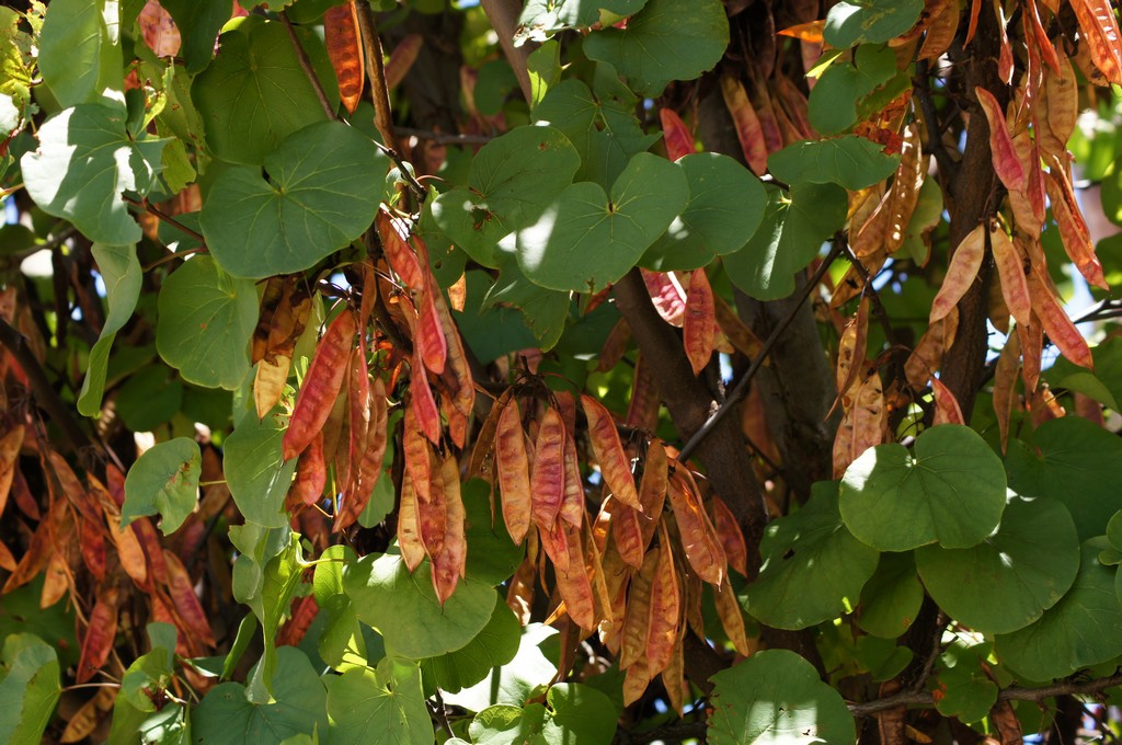 Fruit