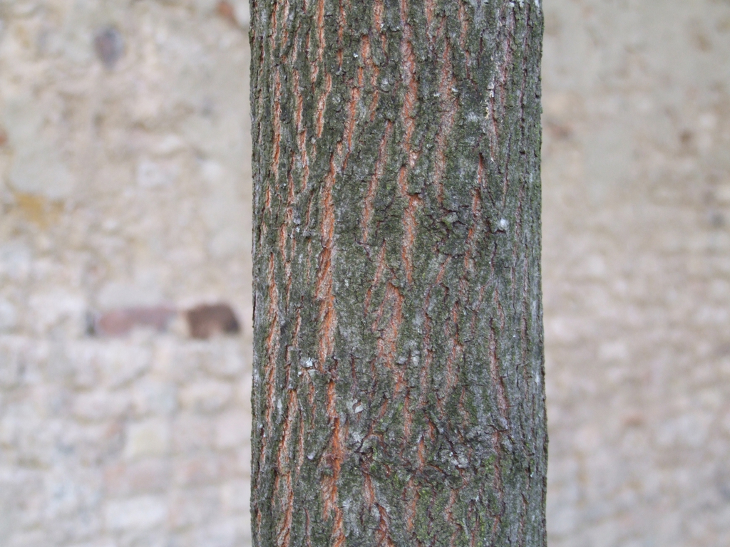 Bark