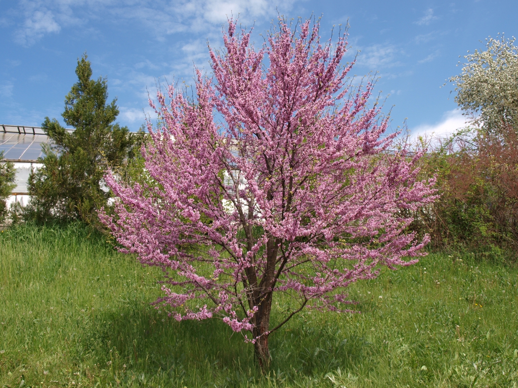 Form in bloom