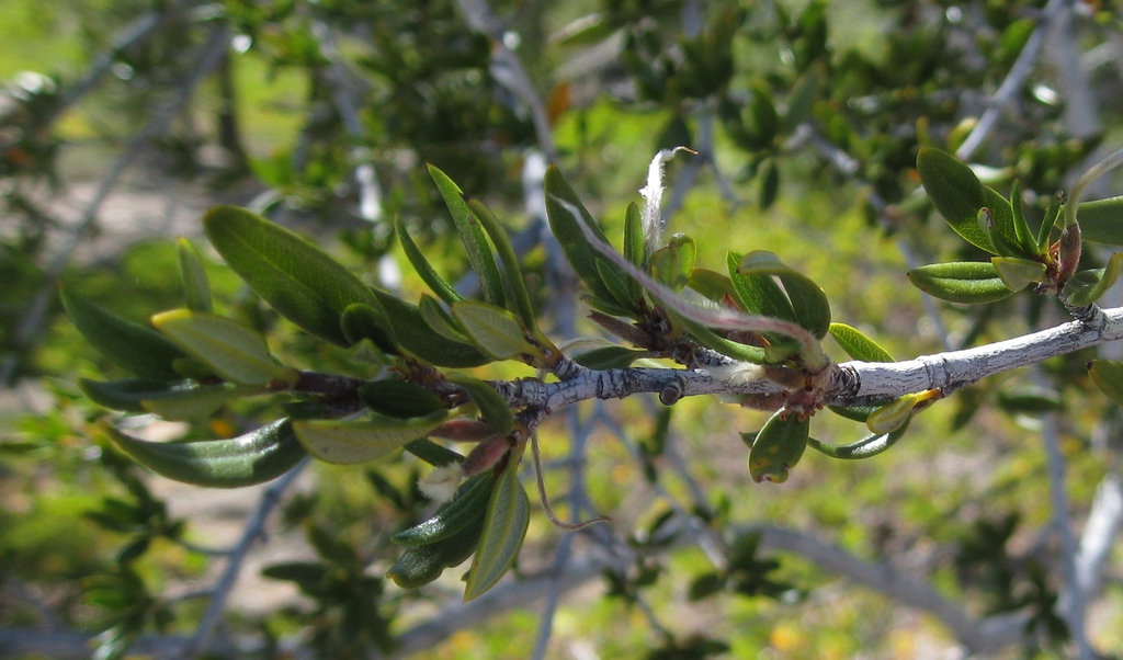Leaves