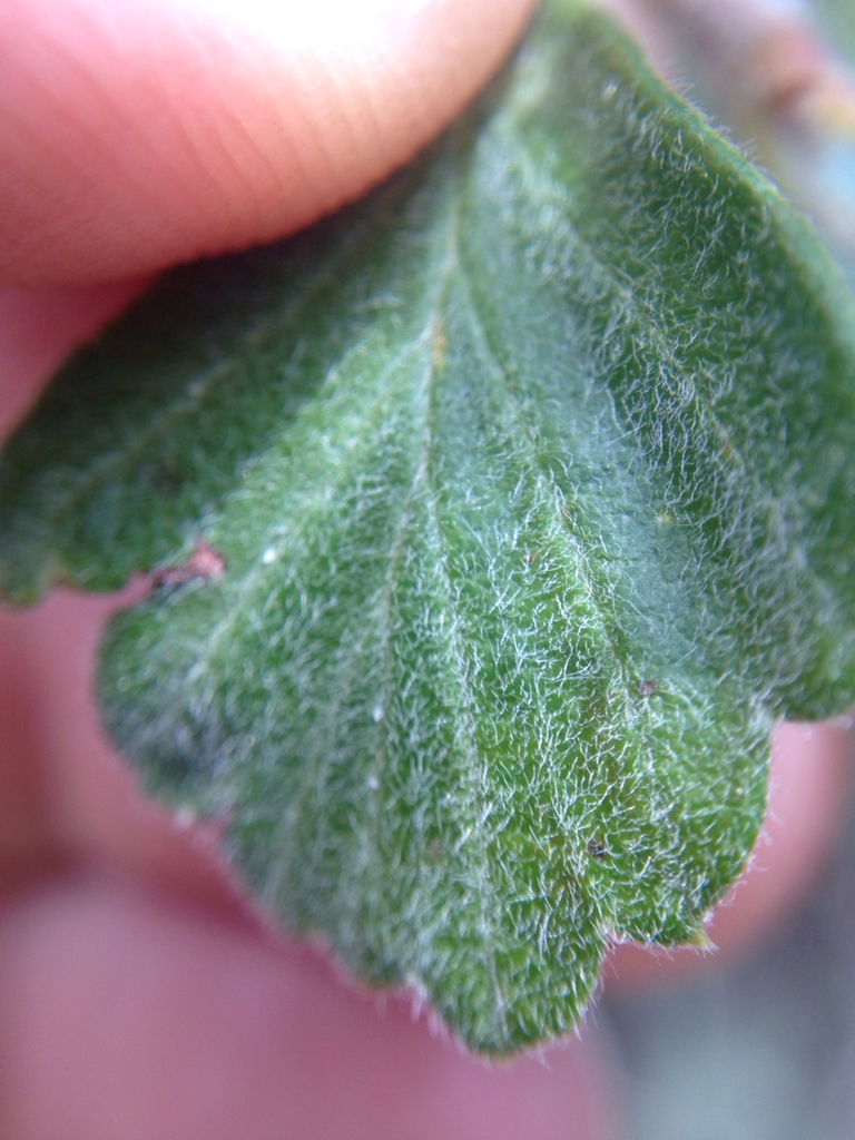 Leaf detail