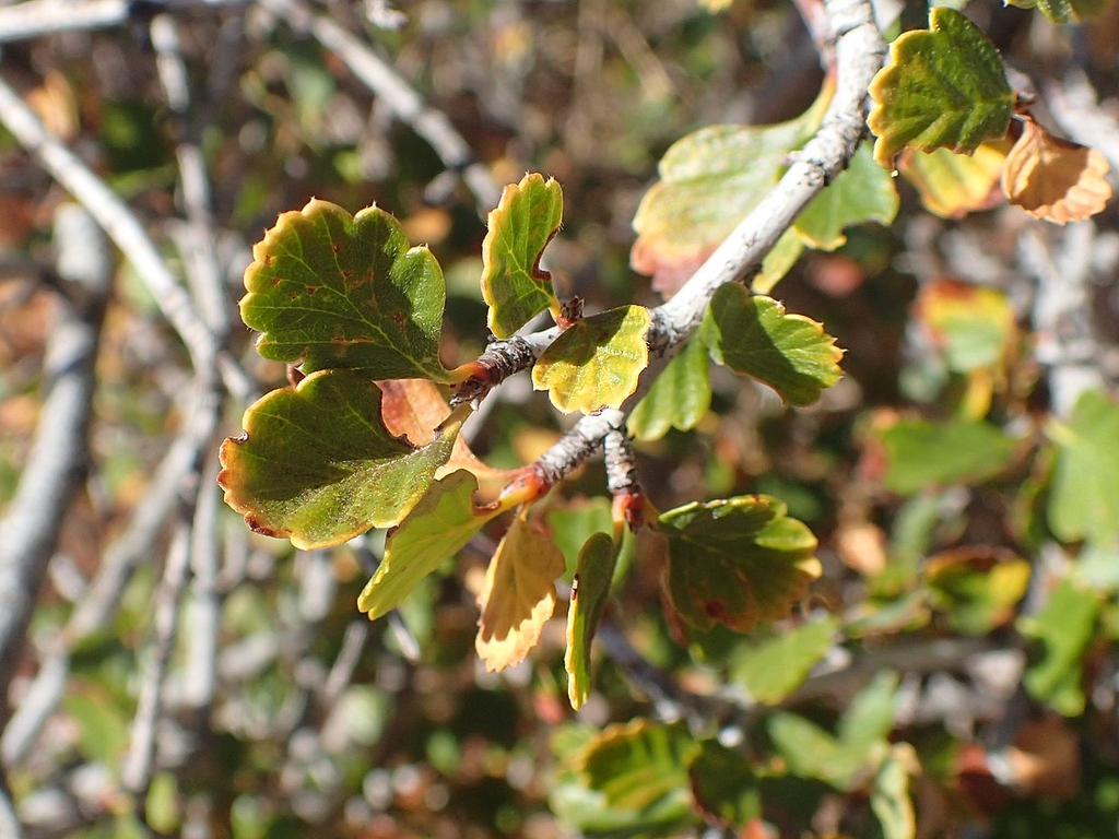 Leaves and stems