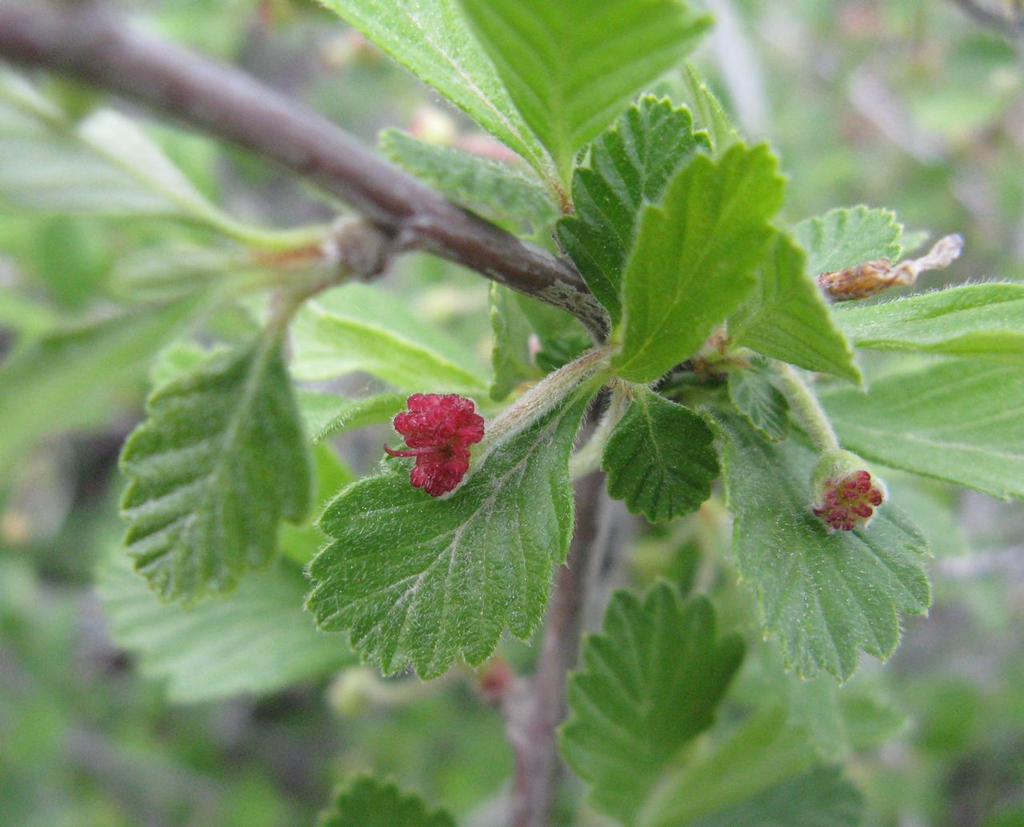Flowers appear red when opening
