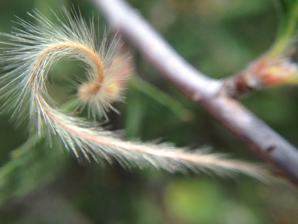 Achene with hairs