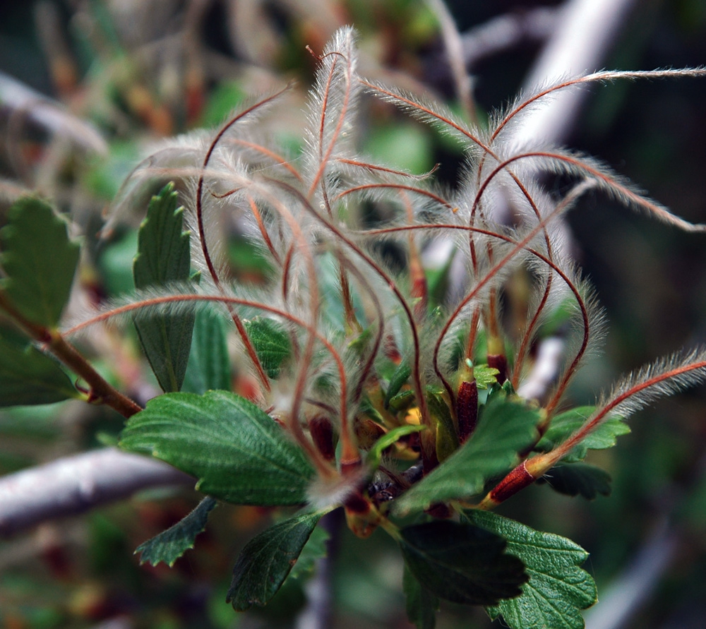 Fruit