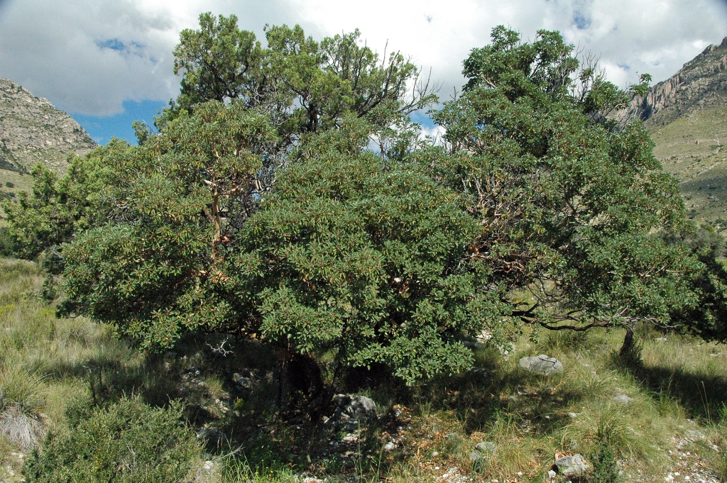 Form