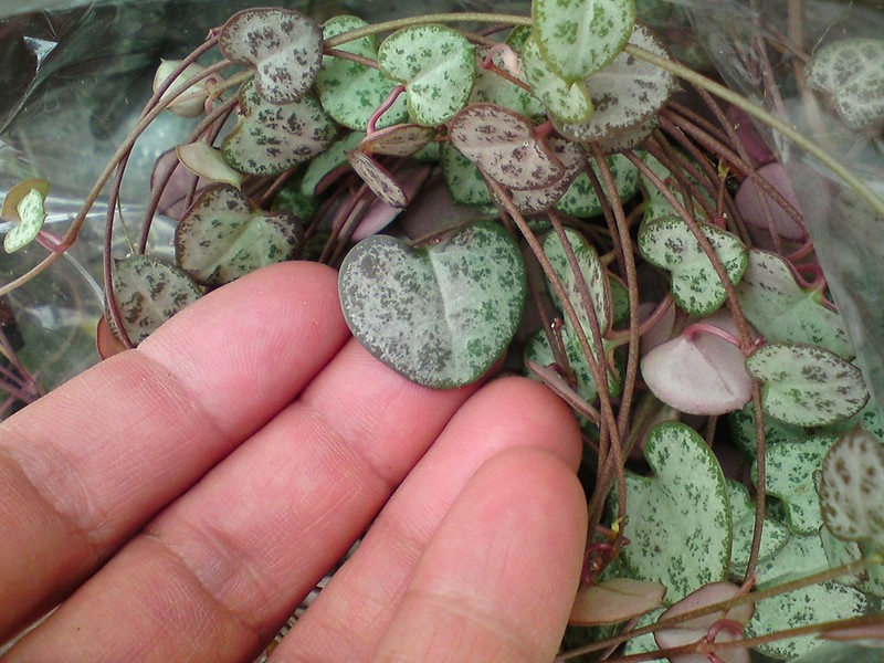 Fingers lifting the small heart-shaped leaves.