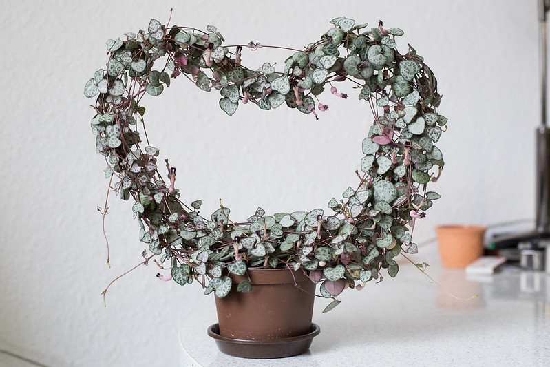 Potted vining plant trained on a heart-shaped trellis.