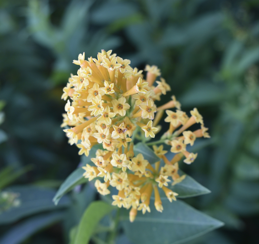 Flowers - Aug. 12, Wake Co., NC