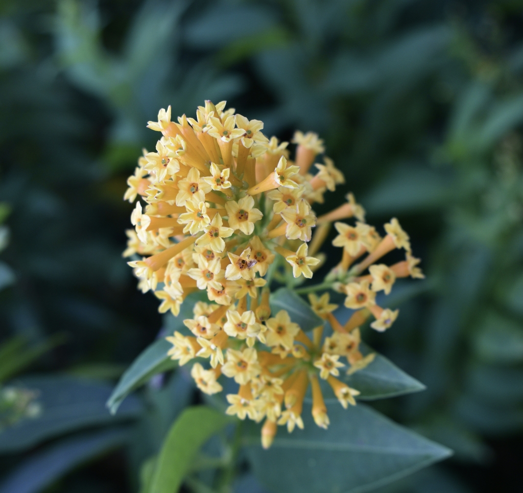 howy, abundant clusters of bright orange, tubular flowers