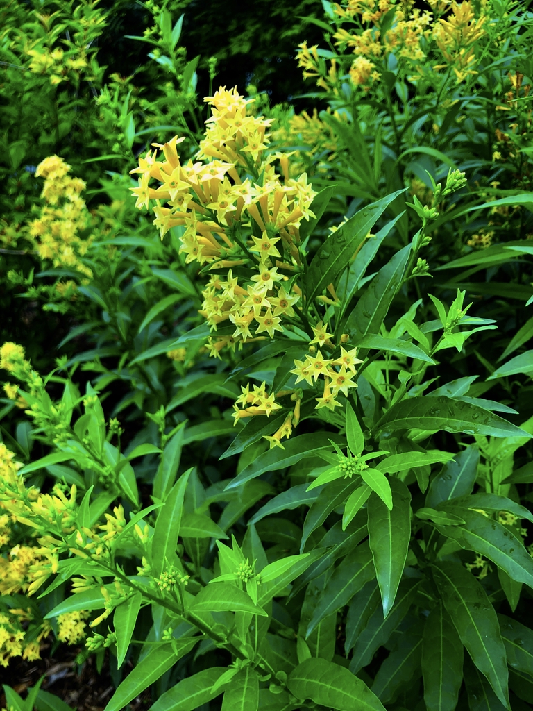 Cestrum - parqui flowers - Wake Co., NC - JLBG
