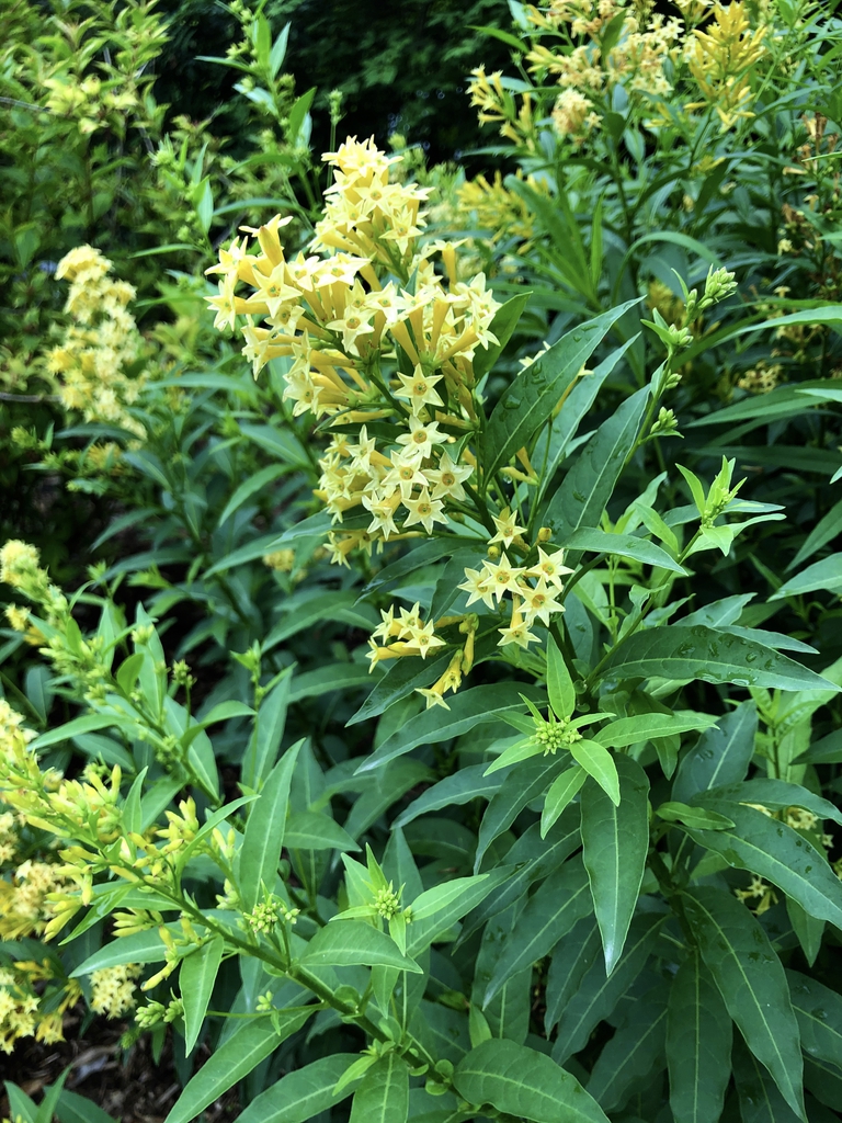 Flowers (Wake County, NC)