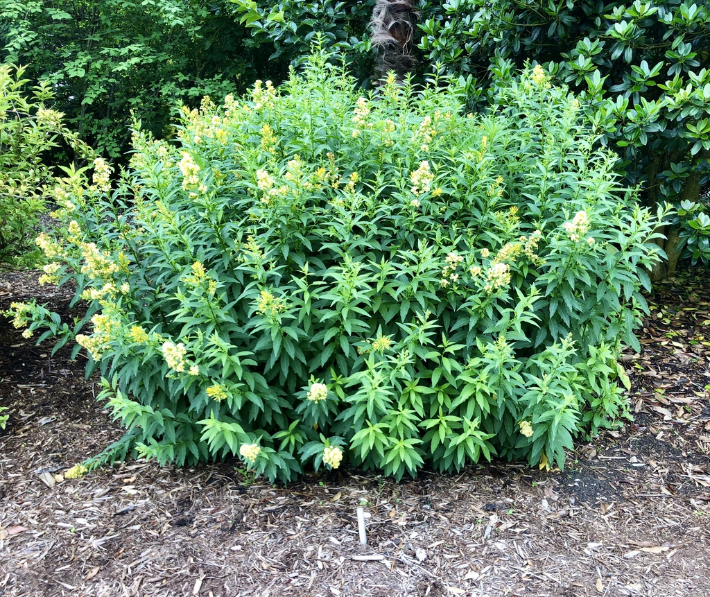 Full Form, June (Wake County, NC)