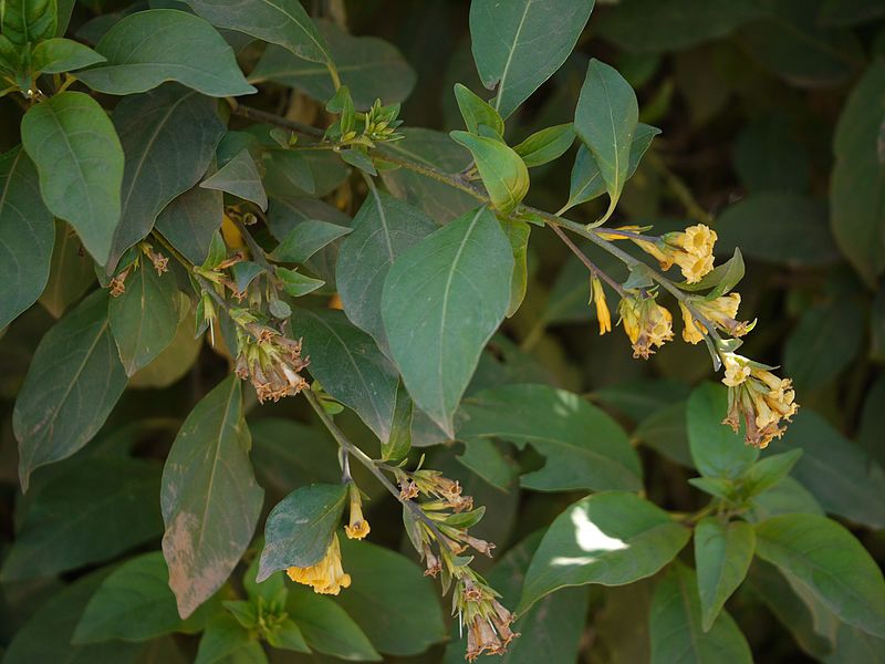 Cestrum aurantiacum
