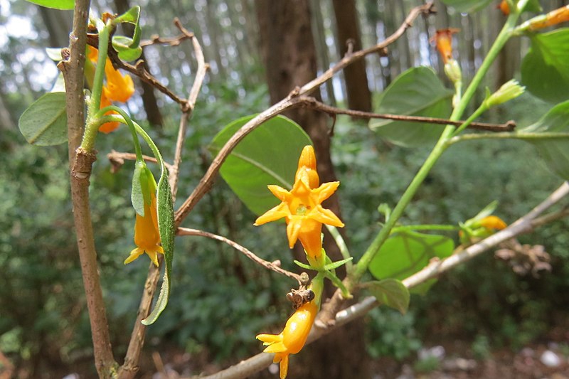 Impatiens pallida