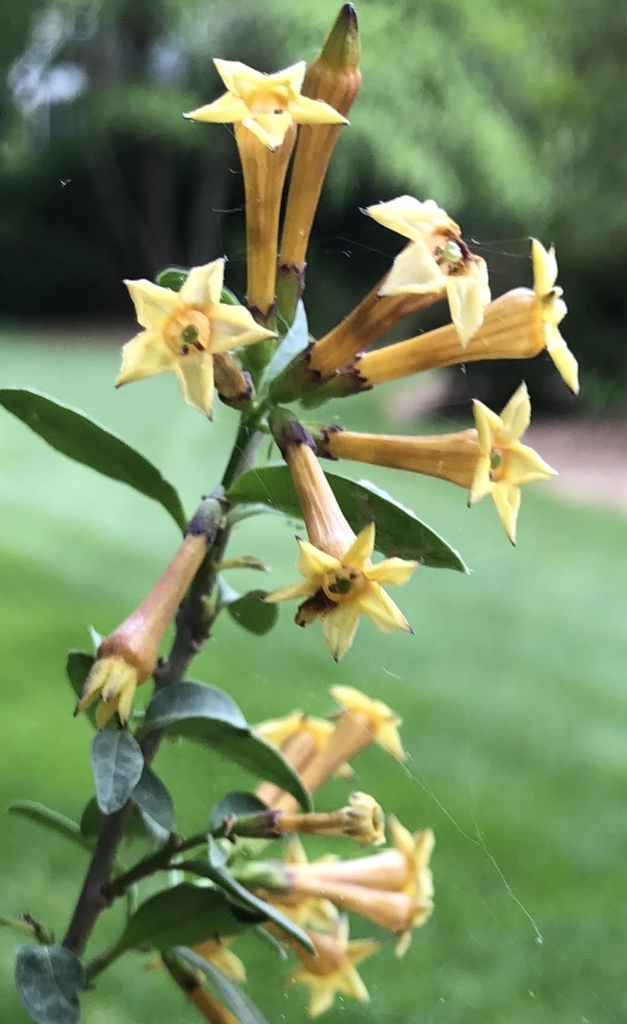 Cestrum aurantiacum