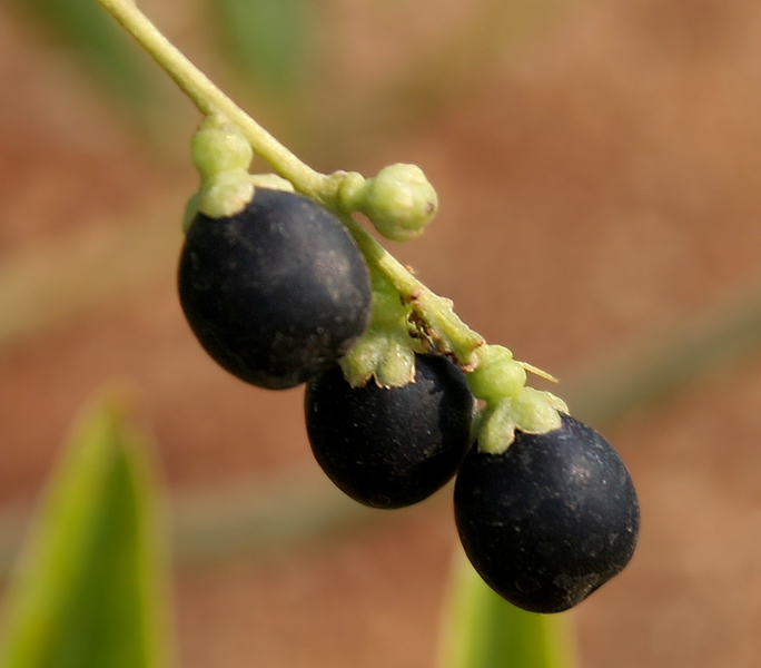 Fruit