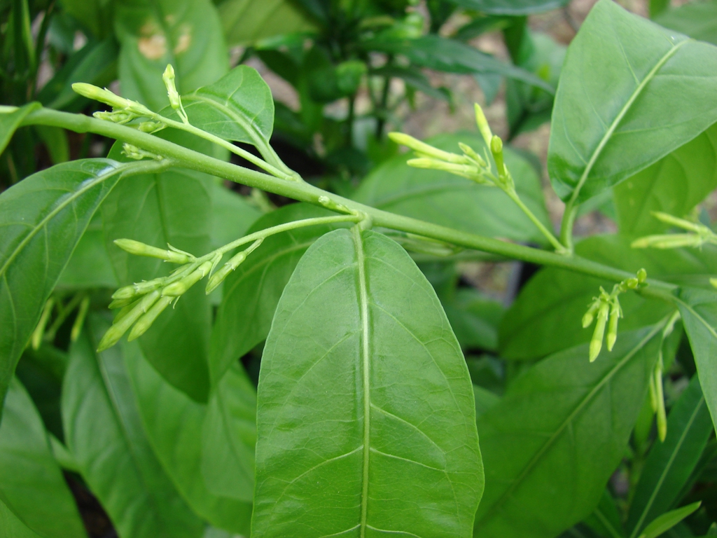 Branch